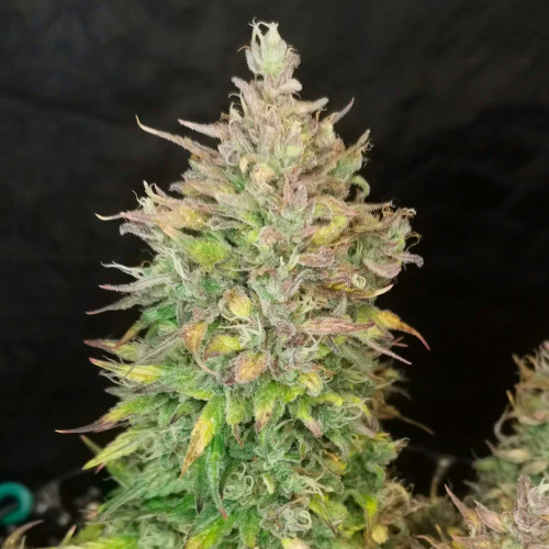 Автофеминизированные семена каннабиса Auto Lemon Zkittlez